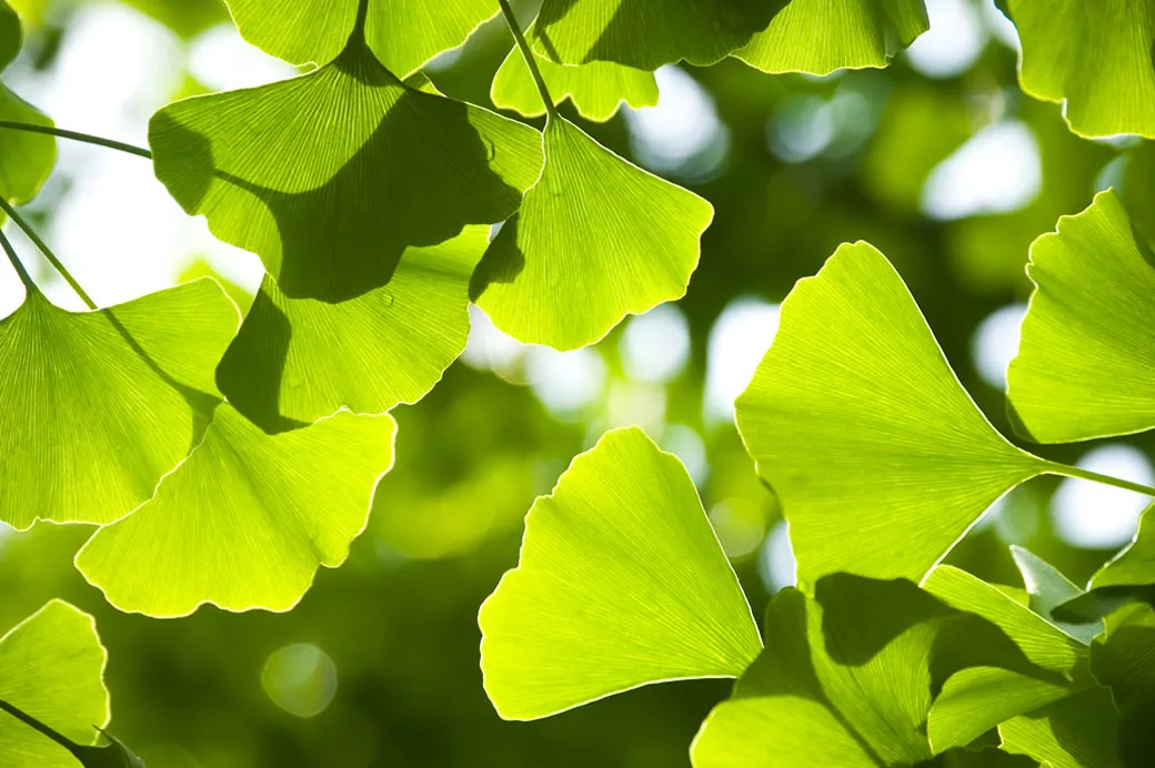 Ginkgo-Blätter im Gegenlicht